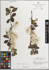 Foto von Salix myrsinifolia Salisb.